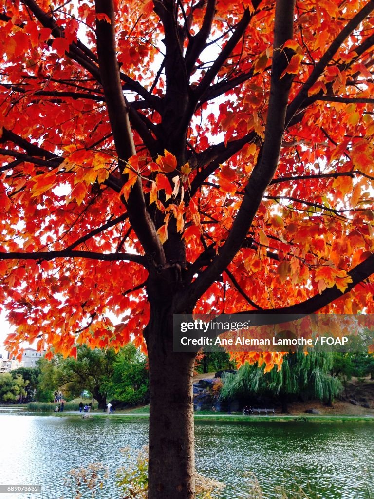 Close-up of autumn tree