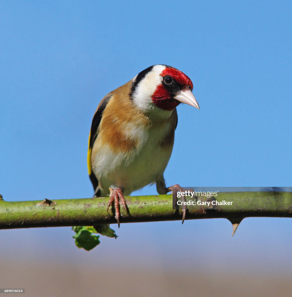 Goldfinch [Carduelis carduelis]