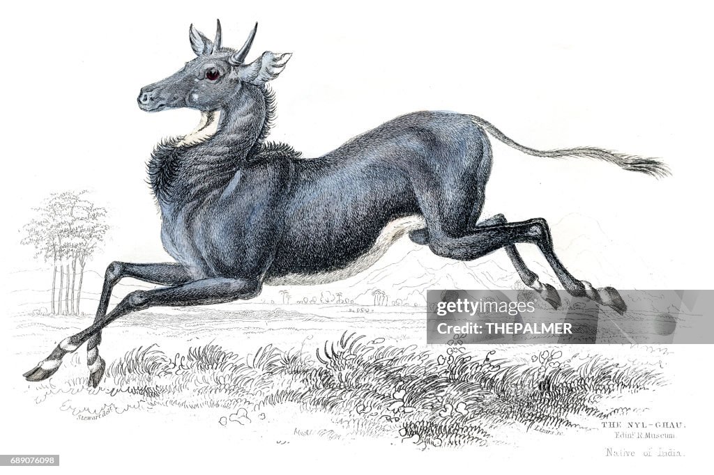 Nilgai antelope lithograph 1884