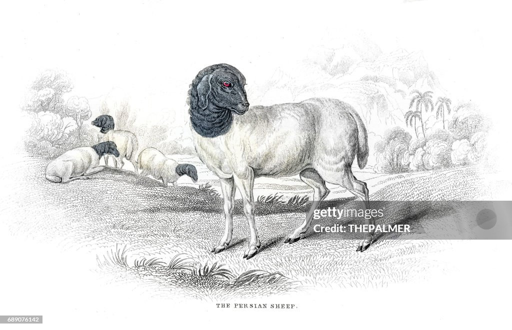 Persian sheep lithograph 1884