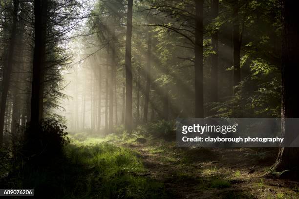 forrest of light - foggy forest stock pictures, royalty-free photos & images