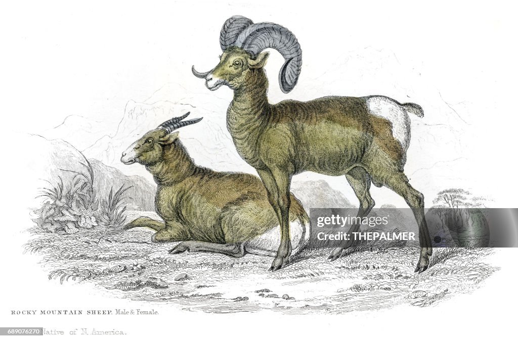 Rocky mountain sheep Lithographie 1884