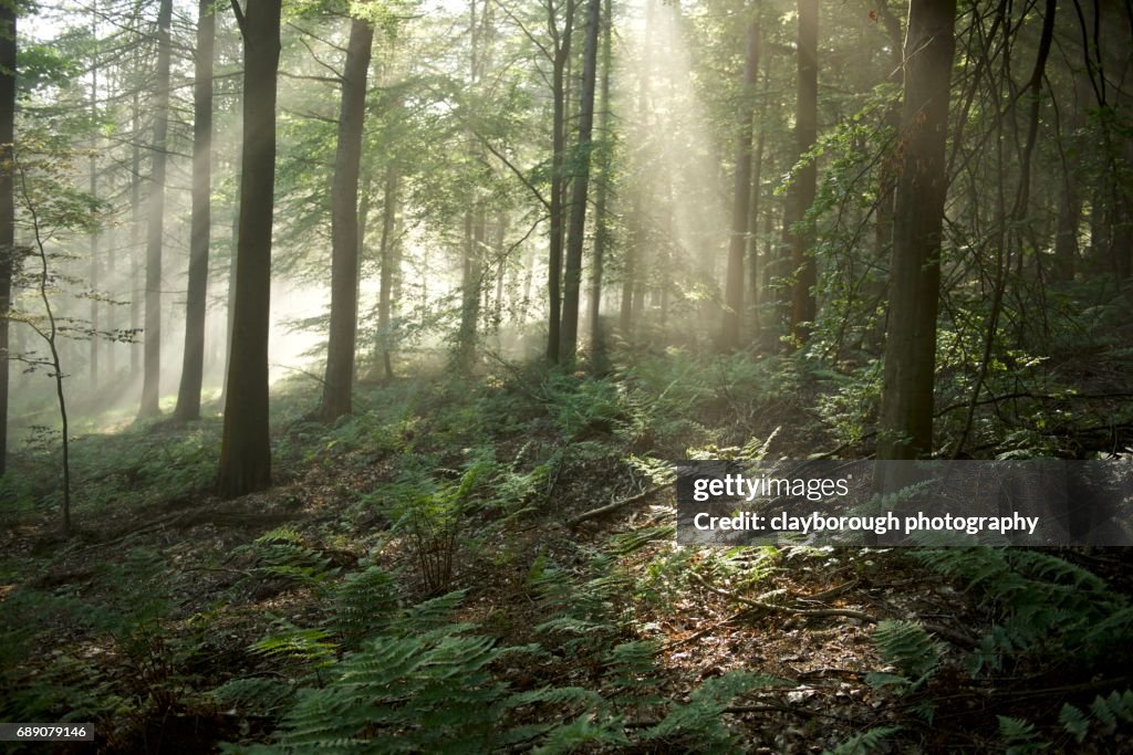 Forrest of Light