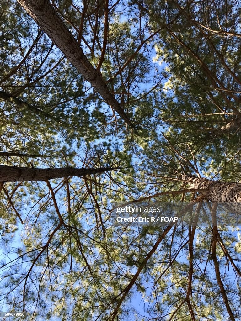 Low angle view of a trees