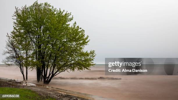 rising water level on lake ontario - alma danison stock pictures, royalty-free photos & images