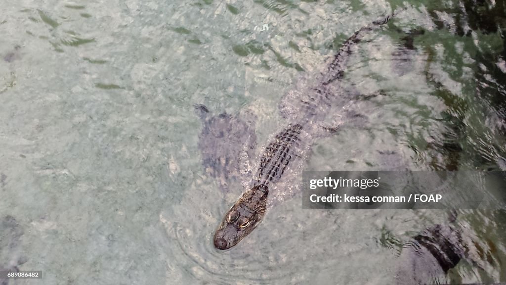 Alligator swimming in river