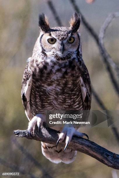 great horned owl - great horned owl stock pictures, royalty-free photos & images