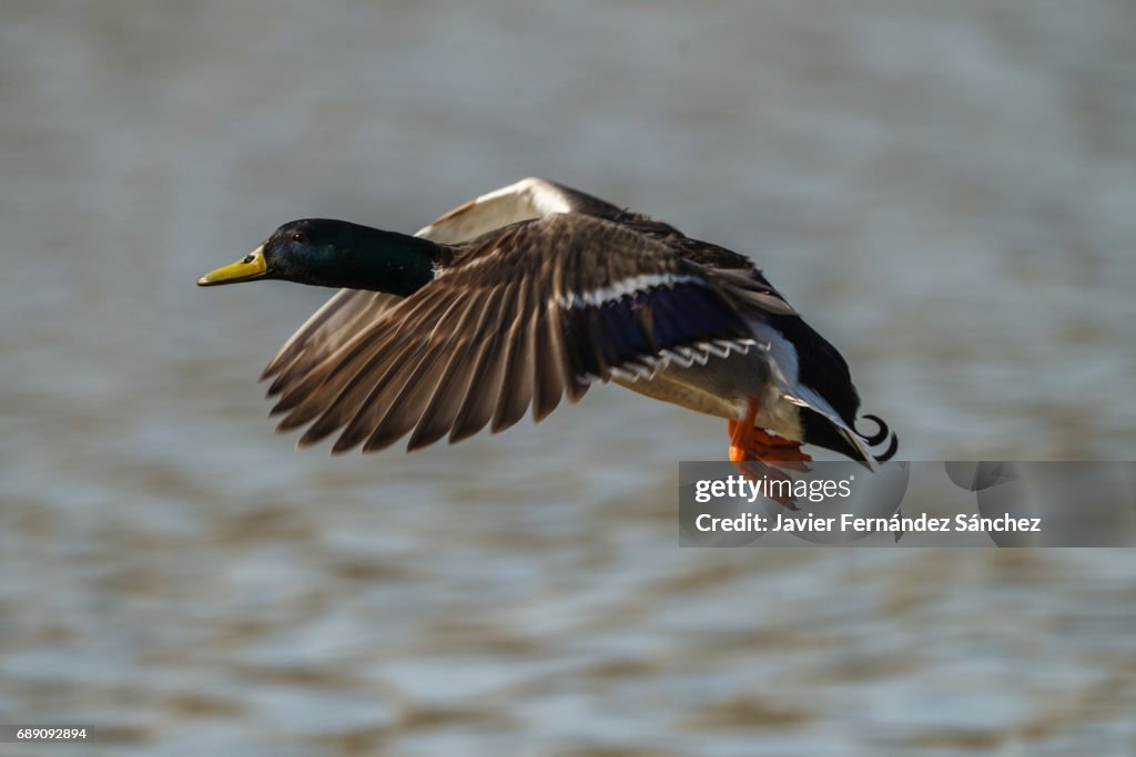 A male mallard (Anas platyrhinchus) flying over the water of a marsh.