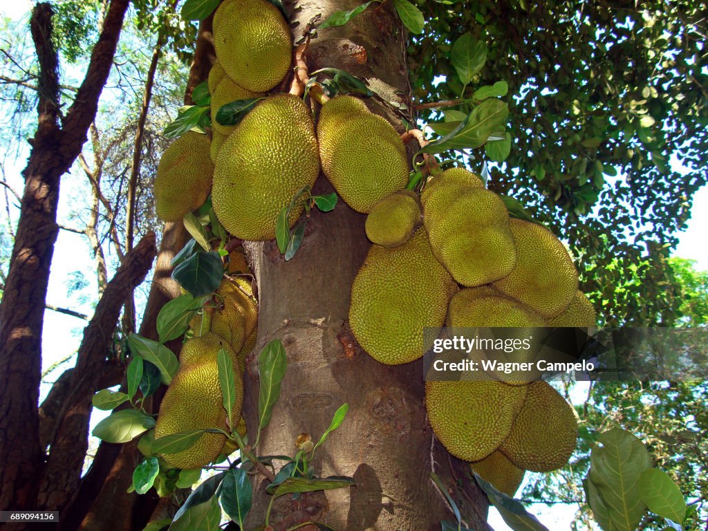 Jackfruits on tree, Brazil