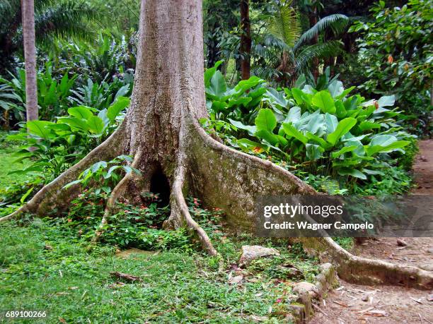 Tab Root Tree Rainforest Tree Roots Photos and Premium High Res Pictures - Getty Images