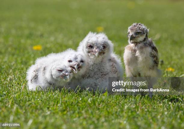 group of owlets - three baby tawny owls and one baby burrowing owl, all captive bred - owlet stock pictures, royalty-free photos & images