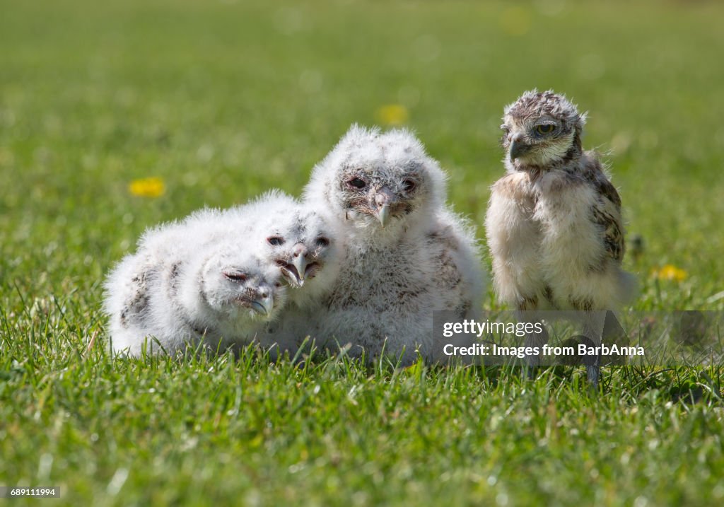 Group of Owlets - Three Baby Tawny Owls and One Baby Burrowing Owl, all captive bred