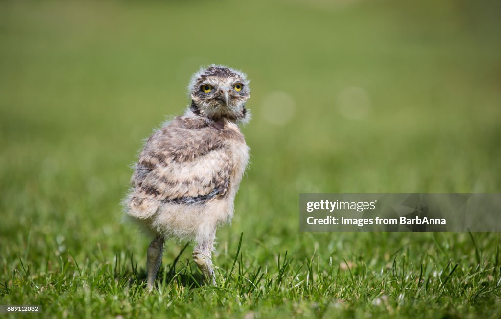 A young, captive bred, Burrowing Owl