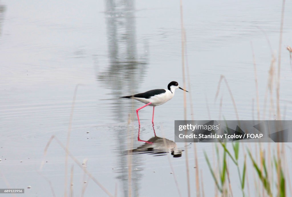 Bird standing in pond