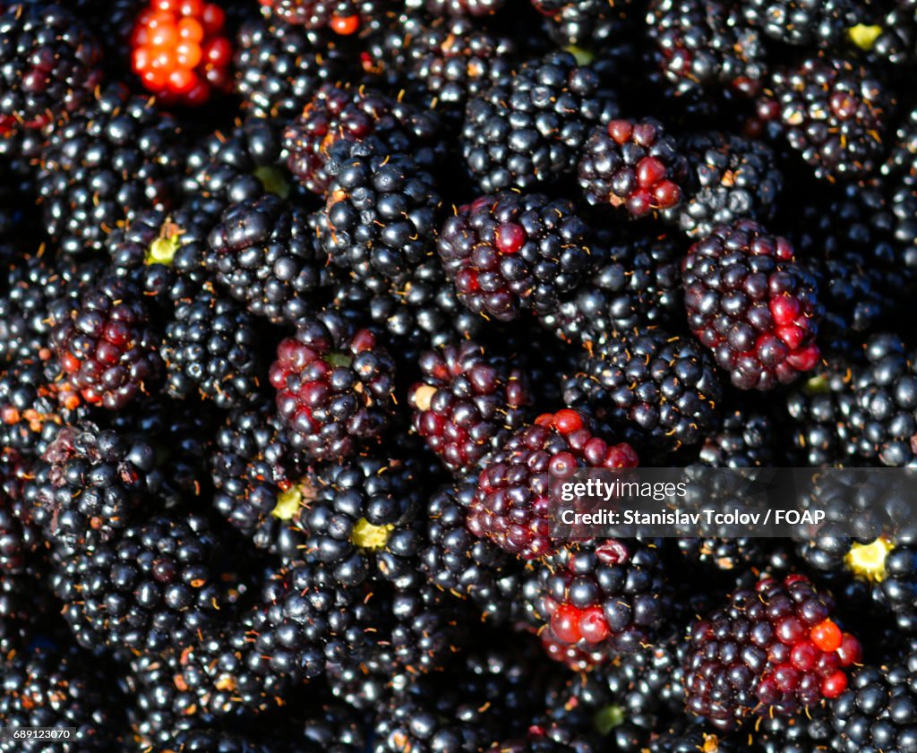 Full frame of blackberries