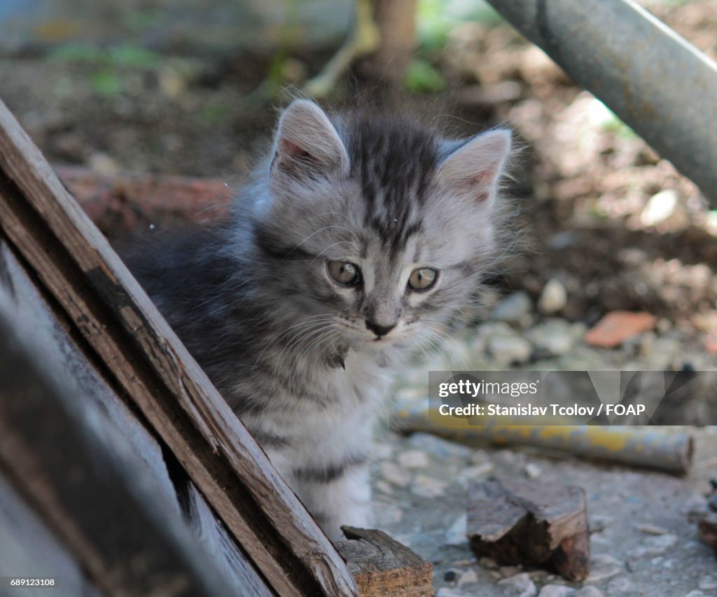 Domestic cat looking away