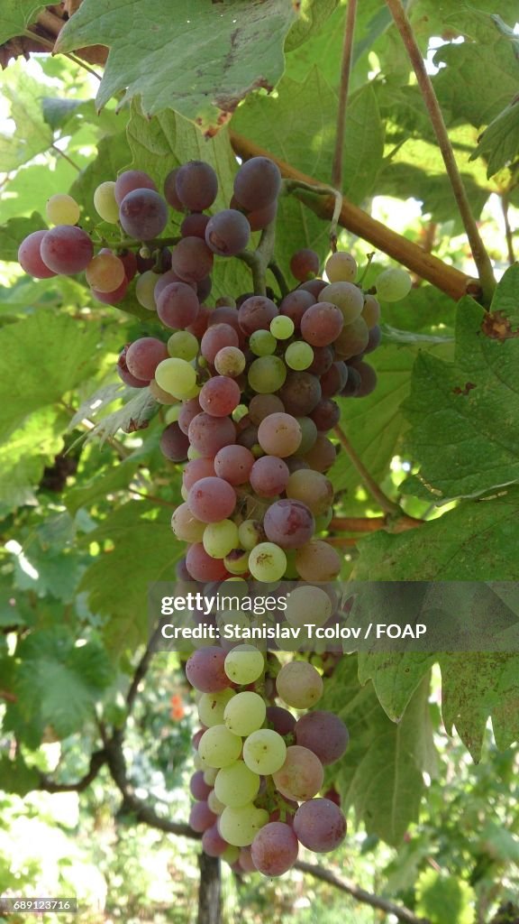 Grapes on branch