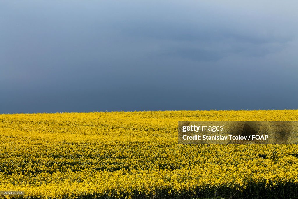 Scenic view of yellow field