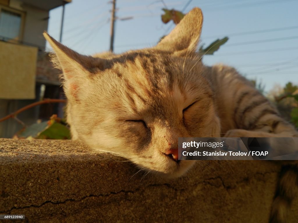 Close-up of domestic cat