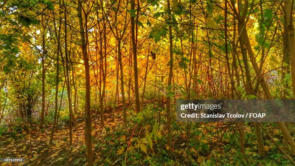Scenic view of autumn forest