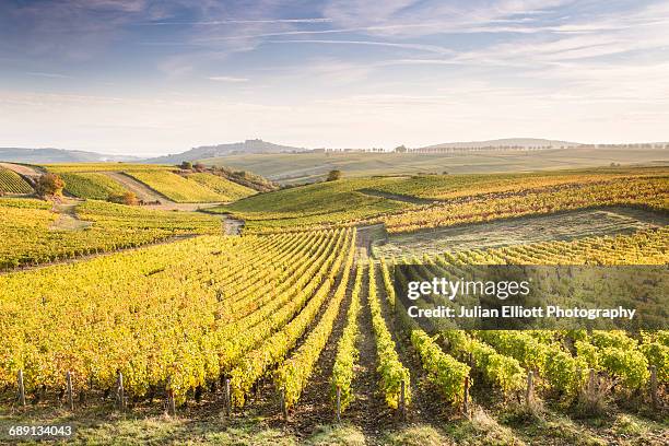 dawn in the vineyards of sancerre, france. - loire valley stock pictures, royalty-free photos & images