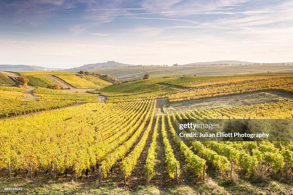 Dawn in the vineyards of Sancerre, France.