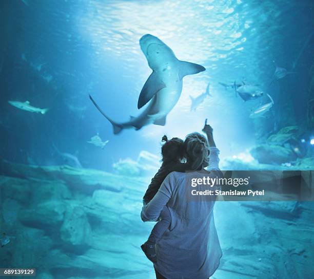 mother with daughter on shoulders looking at shark - aquarium stock pictures, royalty-free photos & images