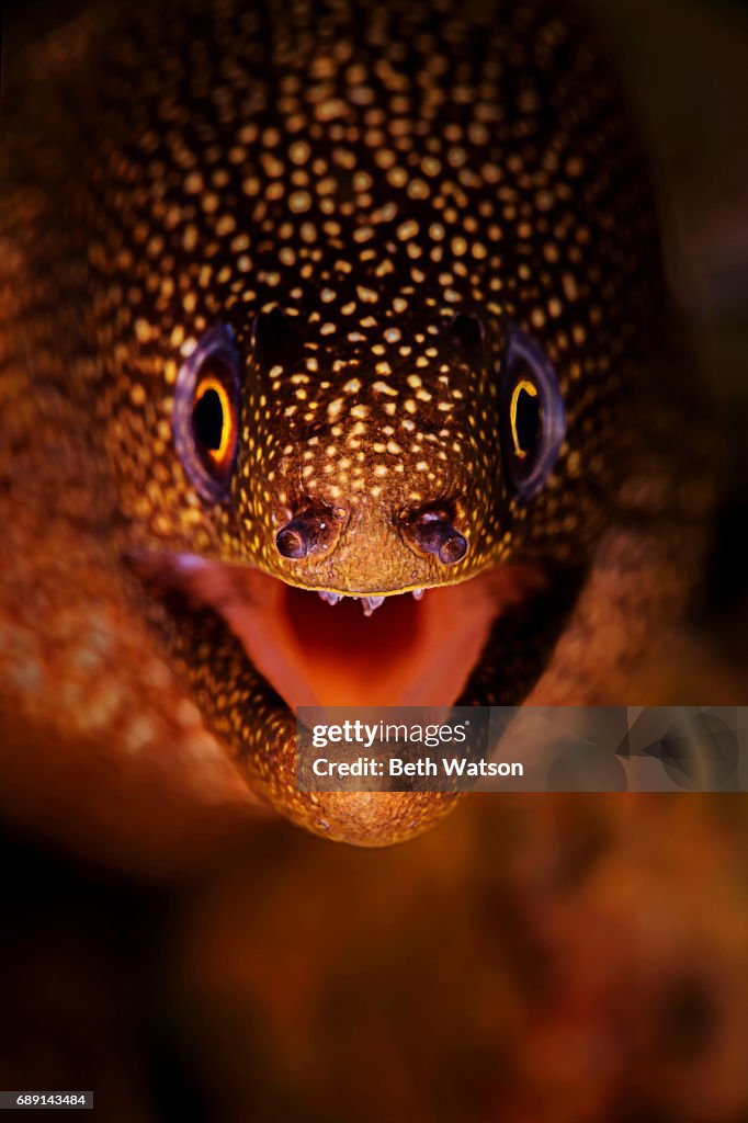 Close-up portrait of an eel