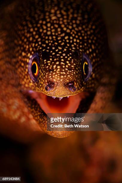 close-up portrait of an eel - havsål bildbanksfoton och bilder