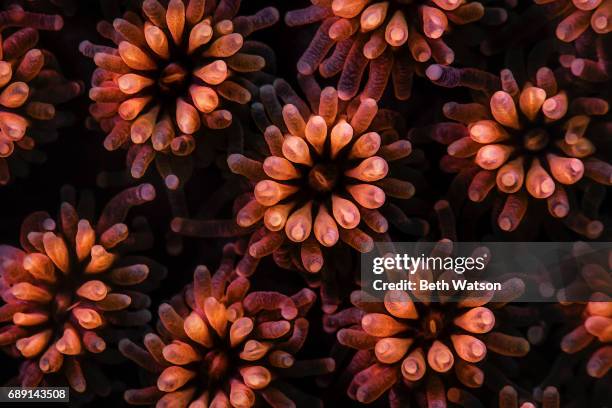 underwater image take coral polyps - korallenriff stock-fotos und bilder