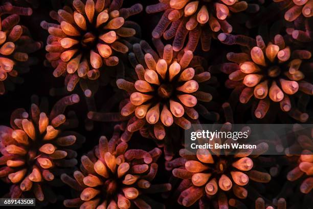 underwater image take coral polyps - coral ストックフォトと画像