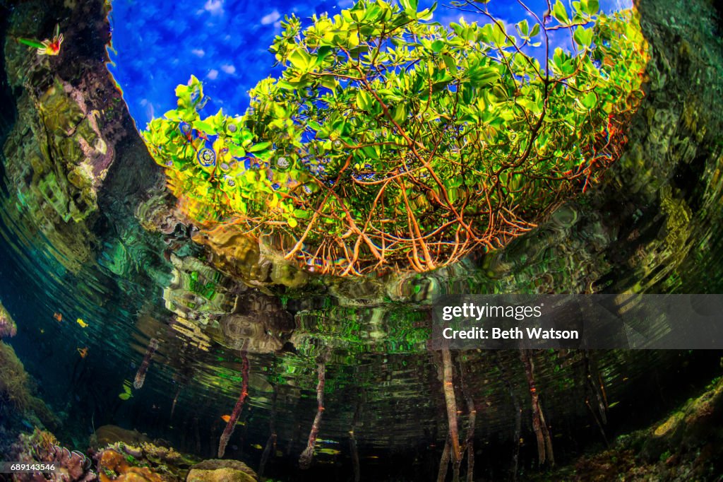 Mangroves from beneath the surface