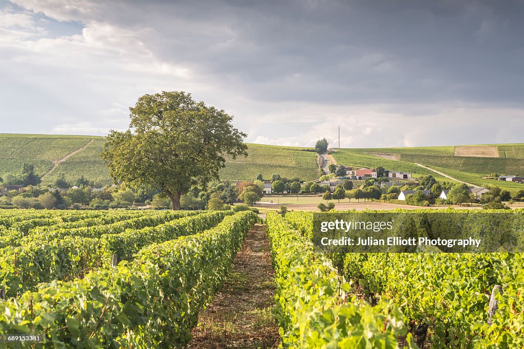 The vineyards of Sancerre, France.