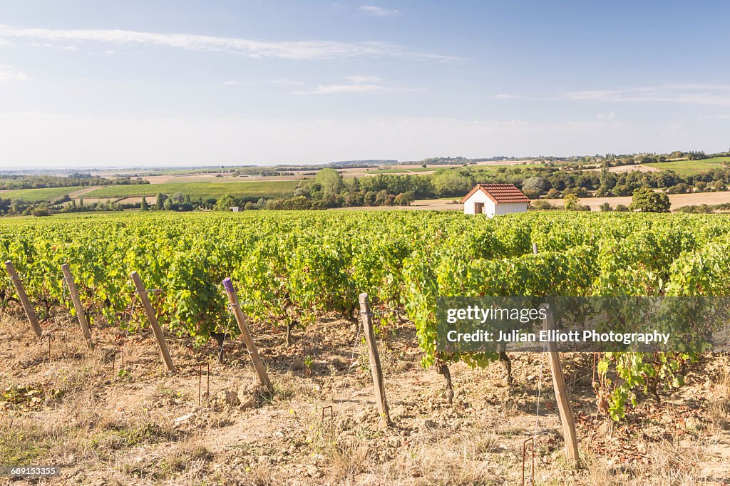 The vineyards of Menetou-Salon, France.