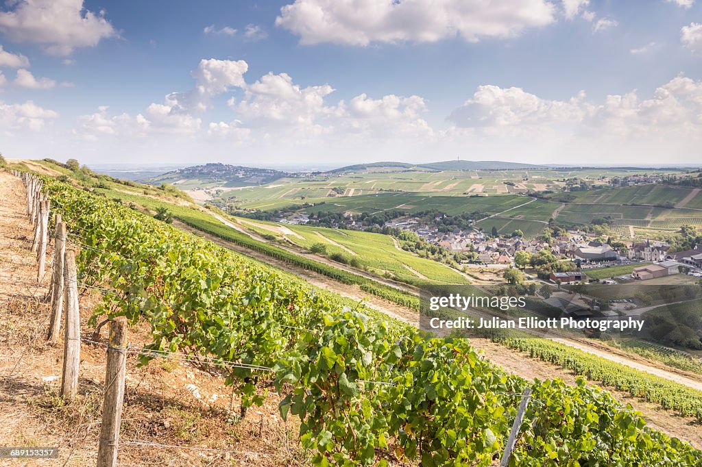 The vineyards of Sancerre, France.