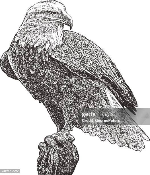 stockillustraties, clipart, cartoons en iconen met bald eagle zitstokken. knipsel - falconry