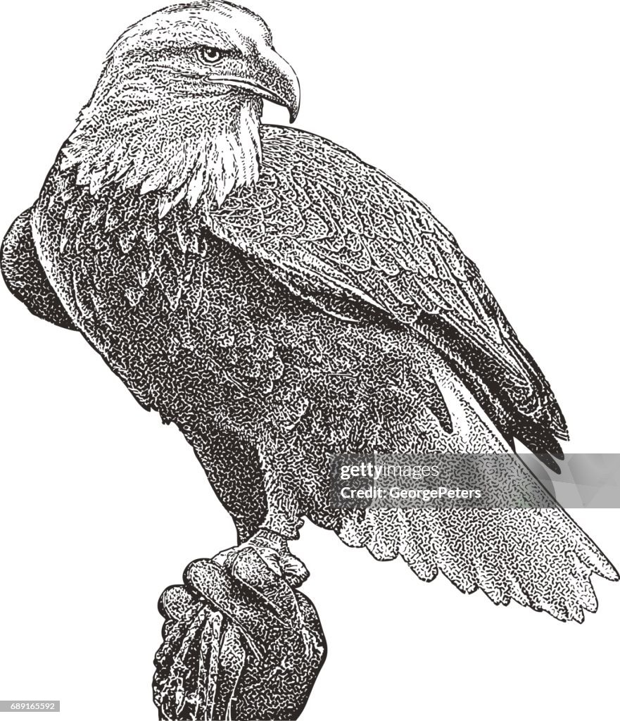 Bald Eagle perching. Cutout
