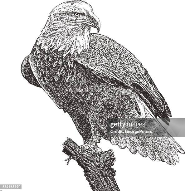 adler auf baumstumpf hocken. ausschnitt - bald eagle stock-grafiken, -clipart, -cartoons und -symbole