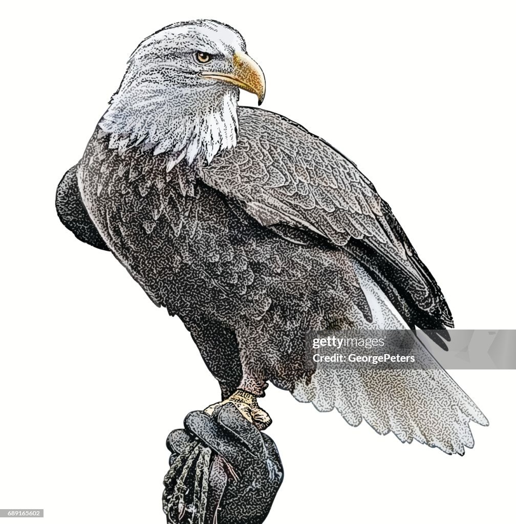 Bald Eagle perching. Cutout