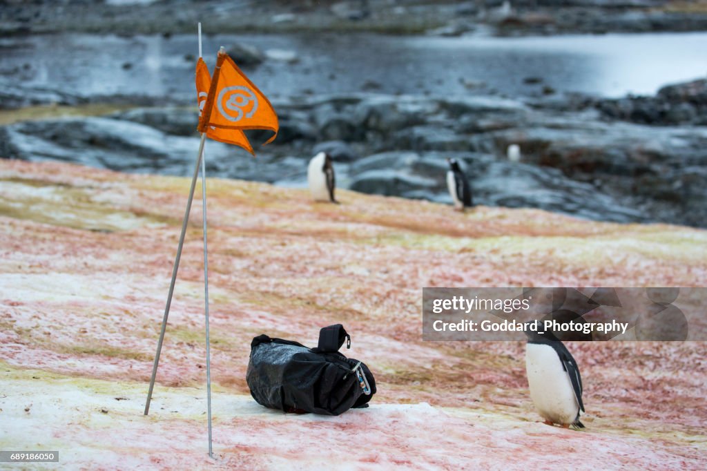 Antártida: Pinguim-Gentoo na Ilha Petermann