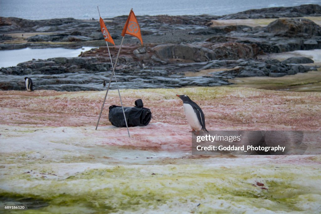 Antártida: Pinguim-Gentoo na Ilha Petermann