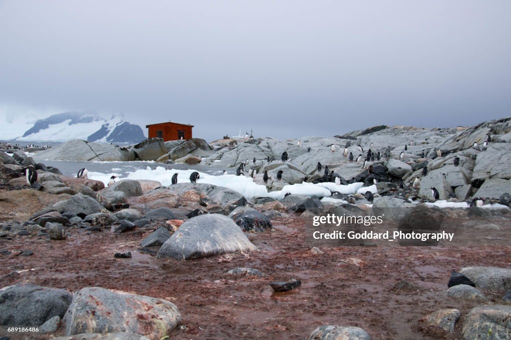 南極洲： 彼得島