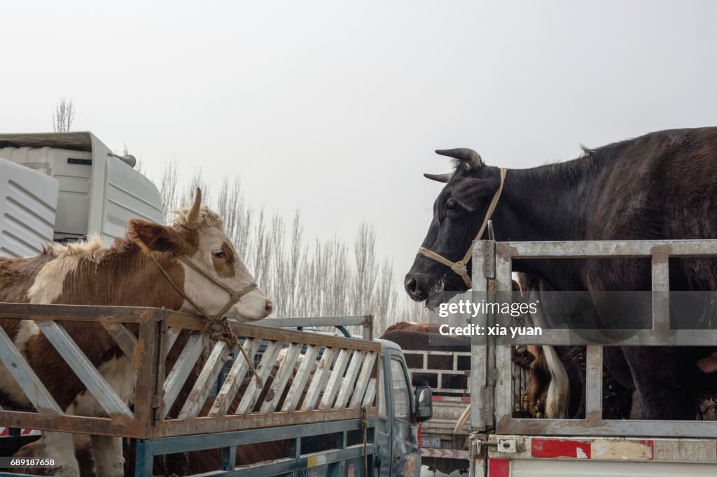 Cows standing in van and looking face to face on the Kashgar Sunday Bazaar,China