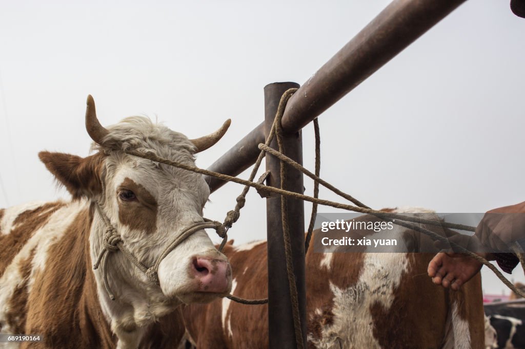 Cows tied to a pillar at the Sunday Livestock Bazaar,Kashgar,China