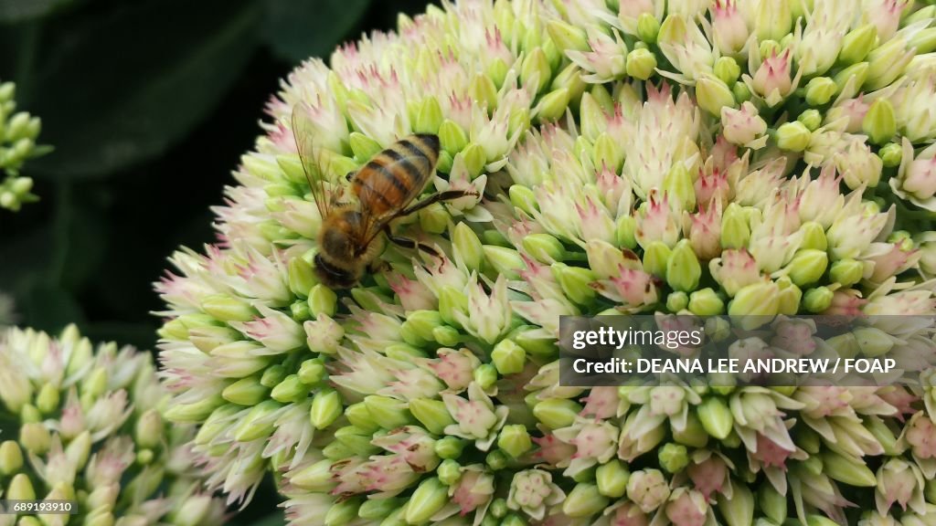 Honey bee on flower