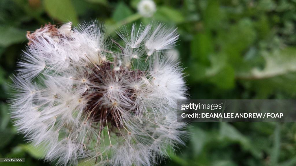 Close-up of a dandelion flower