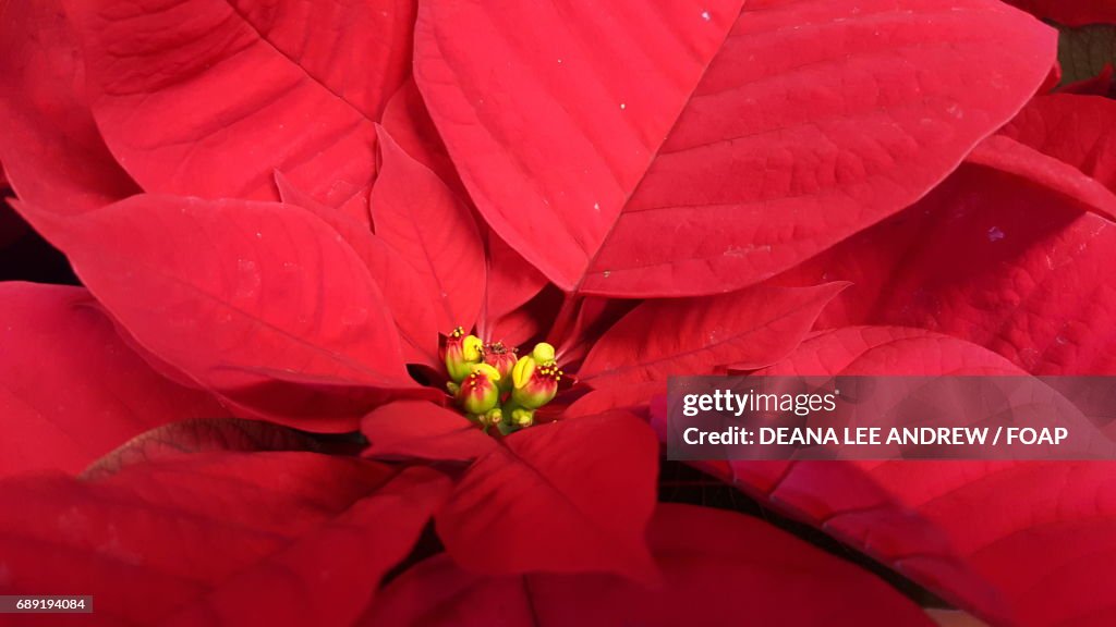 Extreme close-up of a  poinsettia