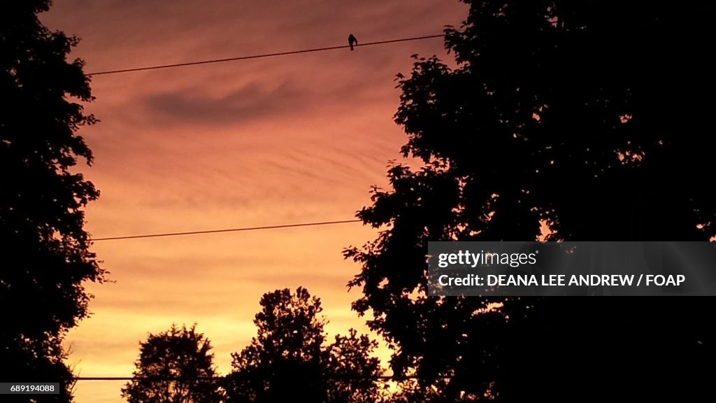 Silhouette of a trees