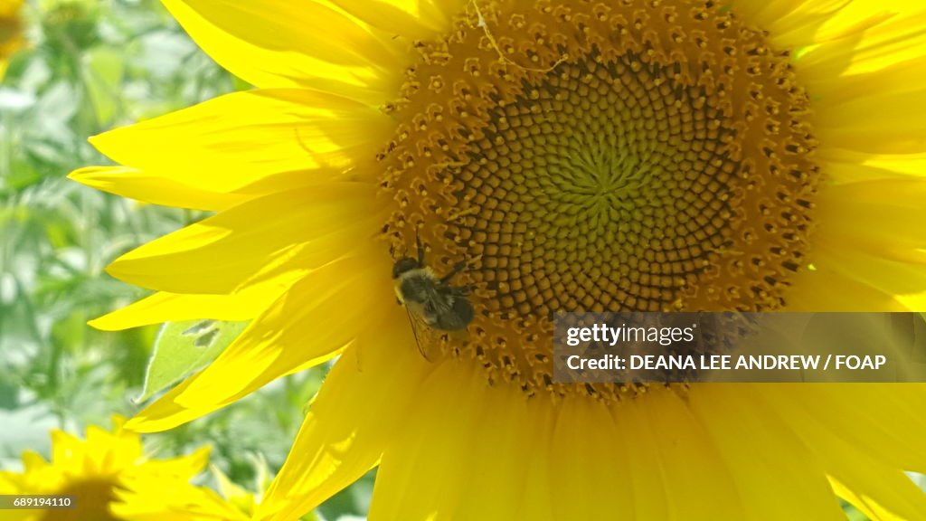 Bumble bee on a sunflower