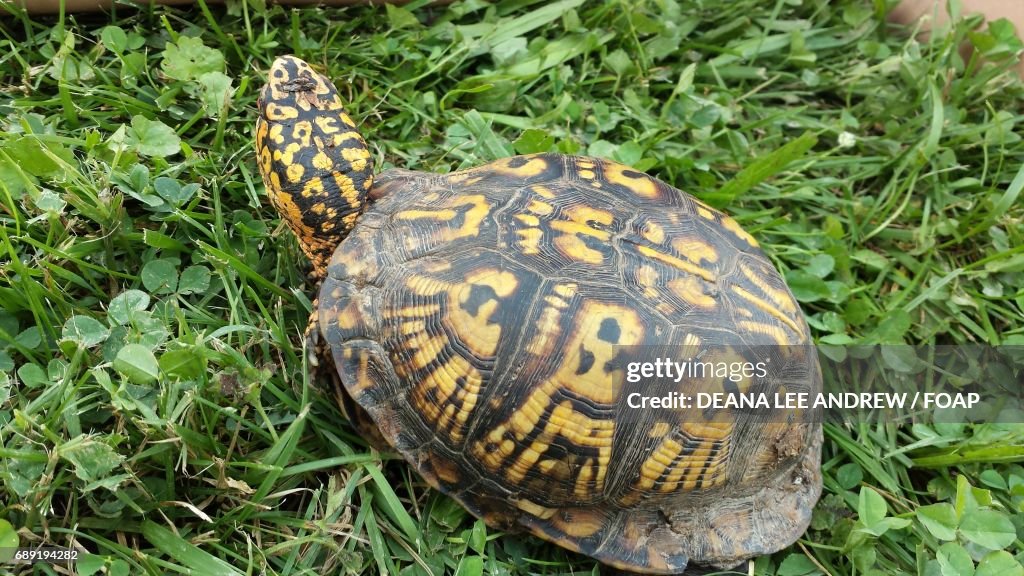 Box turtle on the grassy land